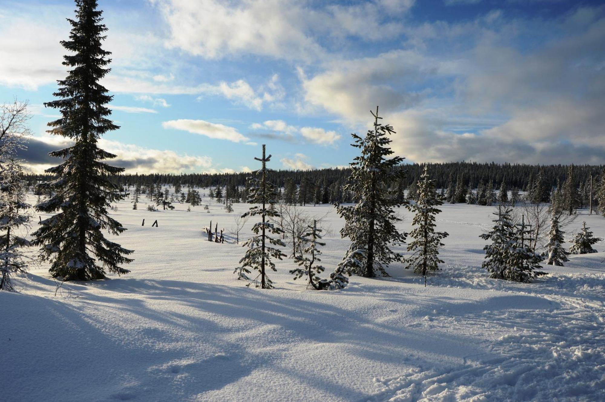 14 - Fulufjellets Nasjonalparker - Natur-, Dyre- Og Fugleopplevelser Trysil Exteriör bild