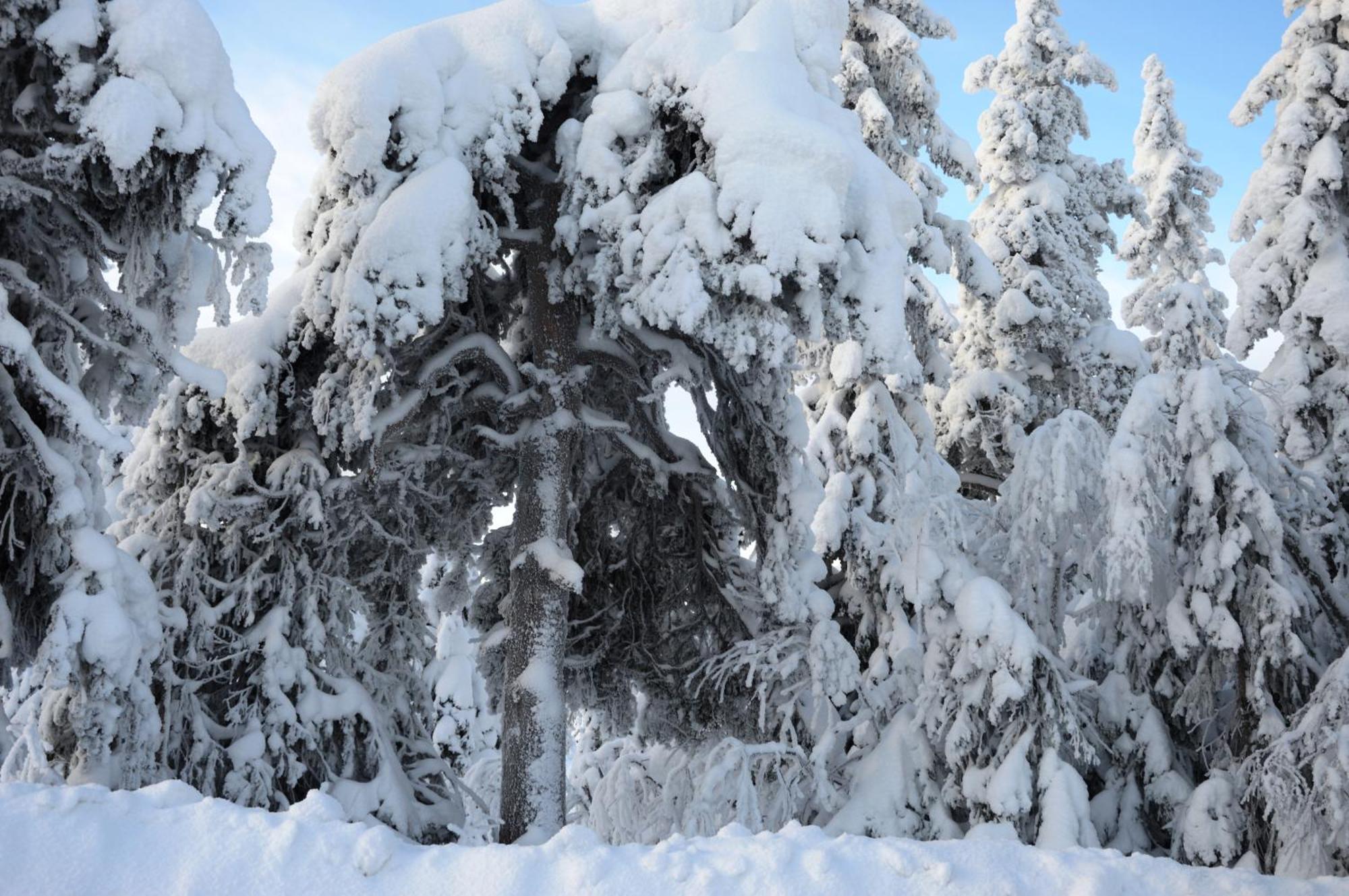 14 - Fulufjellets Nasjonalparker - Natur-, Dyre- Og Fugleopplevelser Trysil Exteriör bild