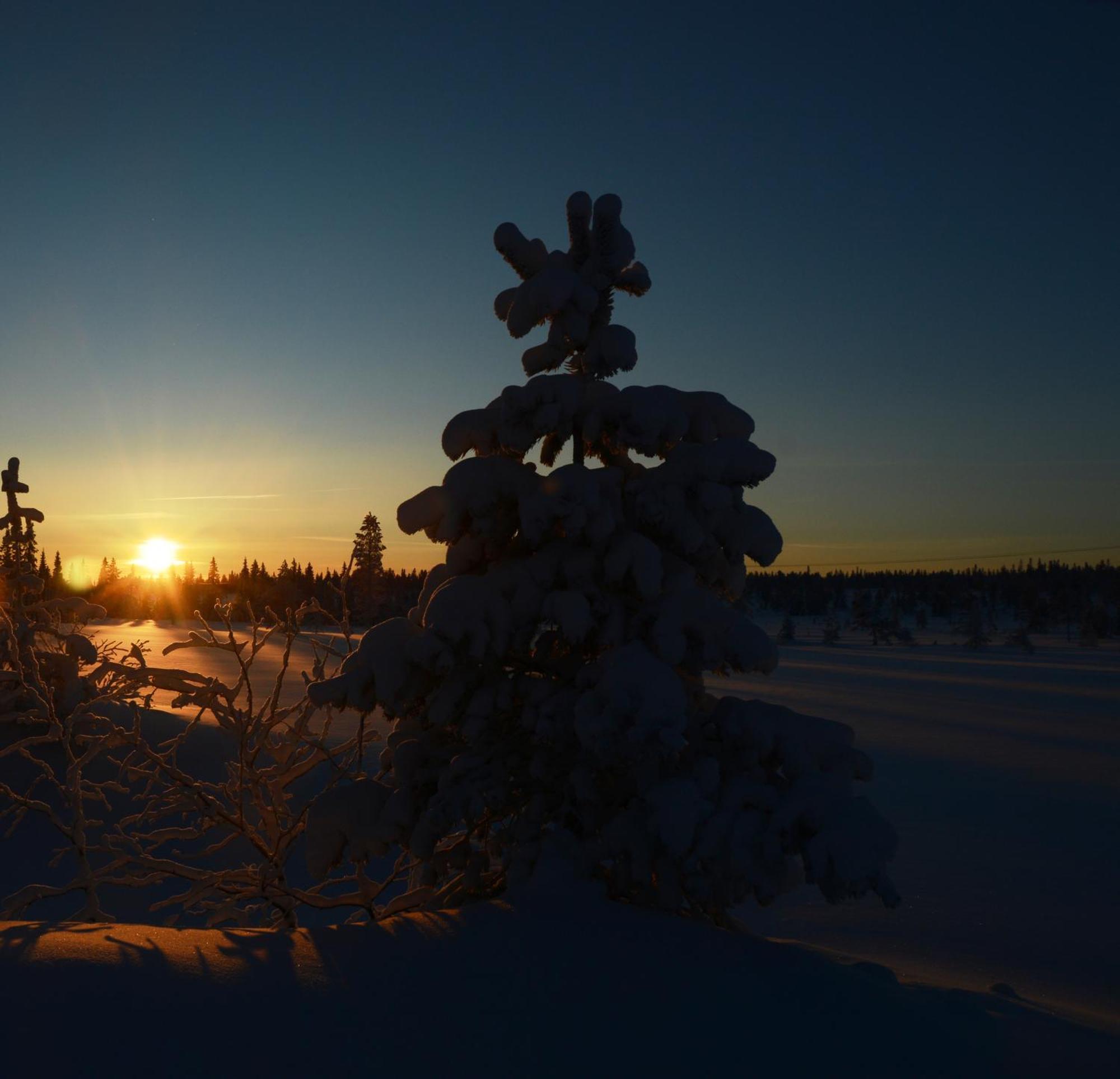 14 - Fulufjellets Nasjonalparker - Natur-, Dyre- Og Fugleopplevelser Trysil Exteriör bild