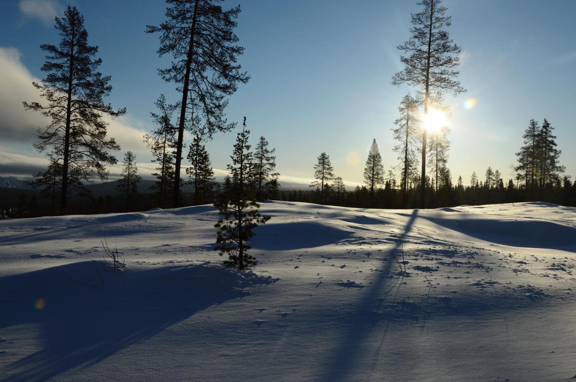 14 - Fulufjellets Nasjonalparker - Natur-, Dyre- Og Fugleopplevelser Trysil Exteriör bild