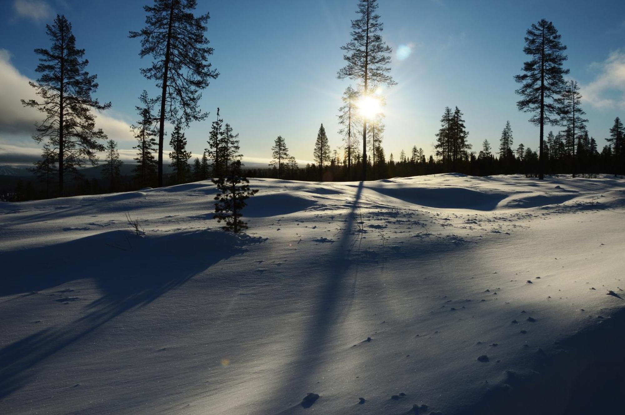 14 - Fulufjellets Nasjonalparker - Natur-, Dyre- Og Fugleopplevelser Trysil Exteriör bild