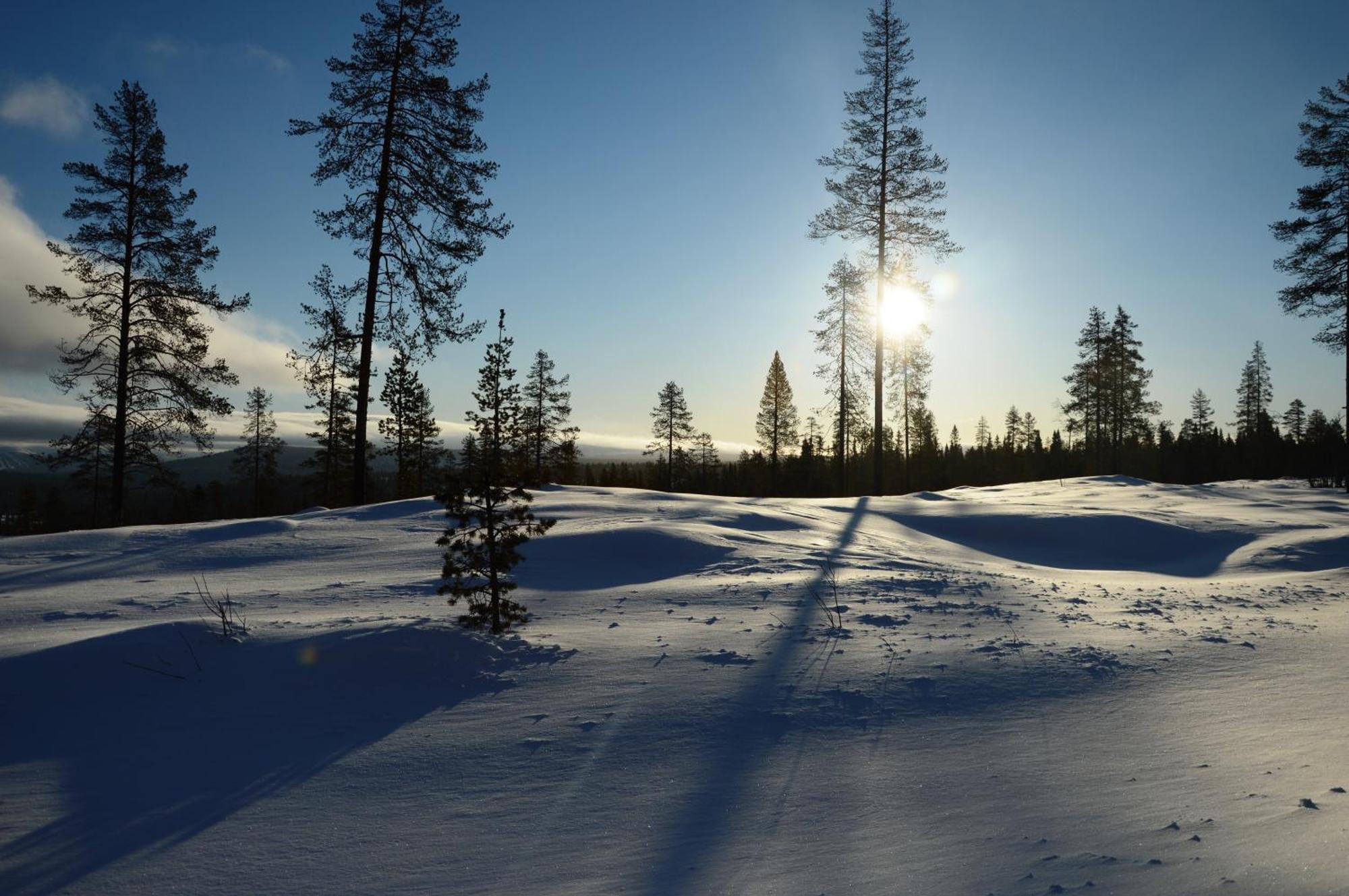 14 - Fulufjellets Nasjonalparker - Natur-, Dyre- Og Fugleopplevelser Trysil Exteriör bild