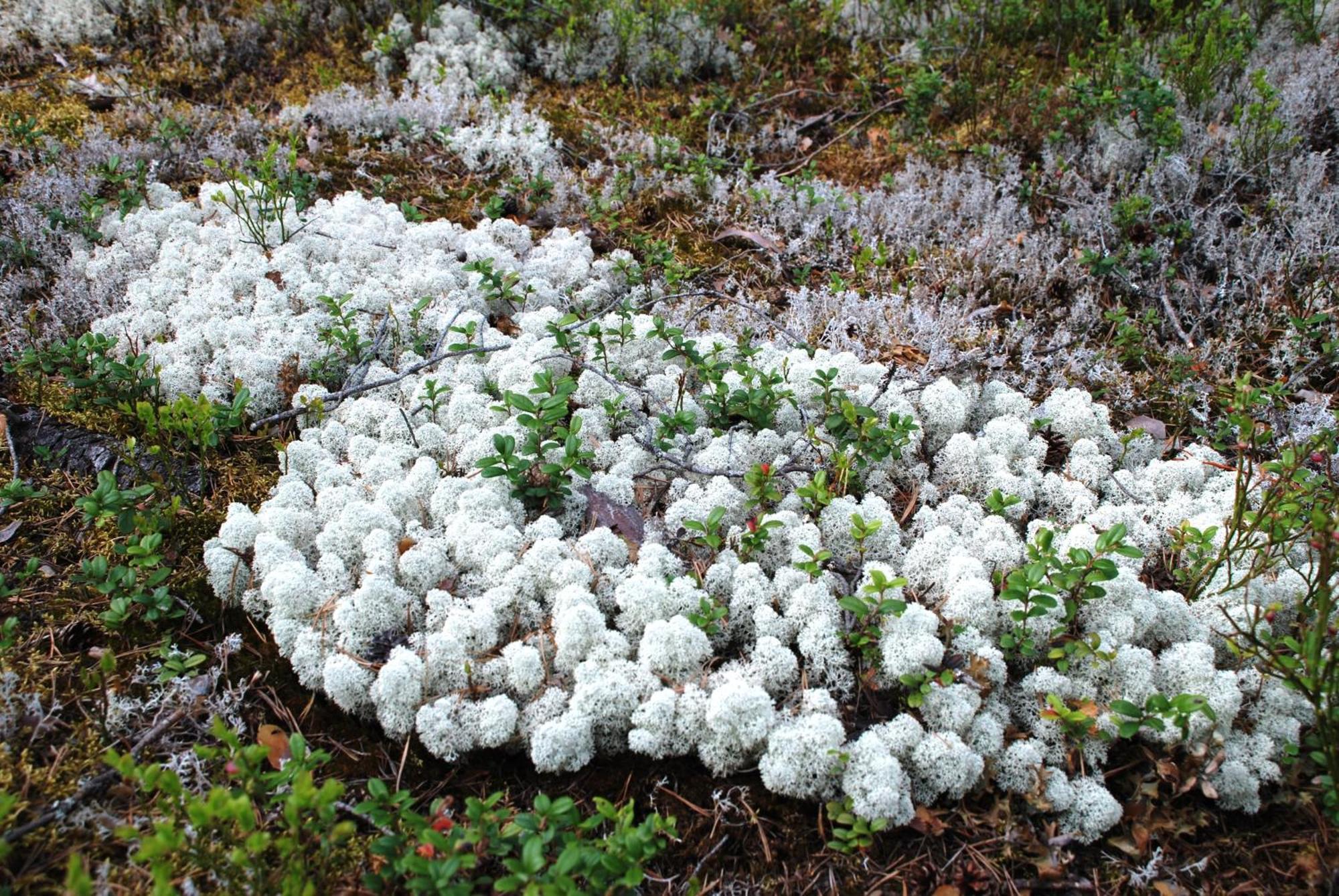 14 - Fulufjellets Nasjonalparker - Natur-, Dyre- Og Fugleopplevelser Trysil Exteriör bild