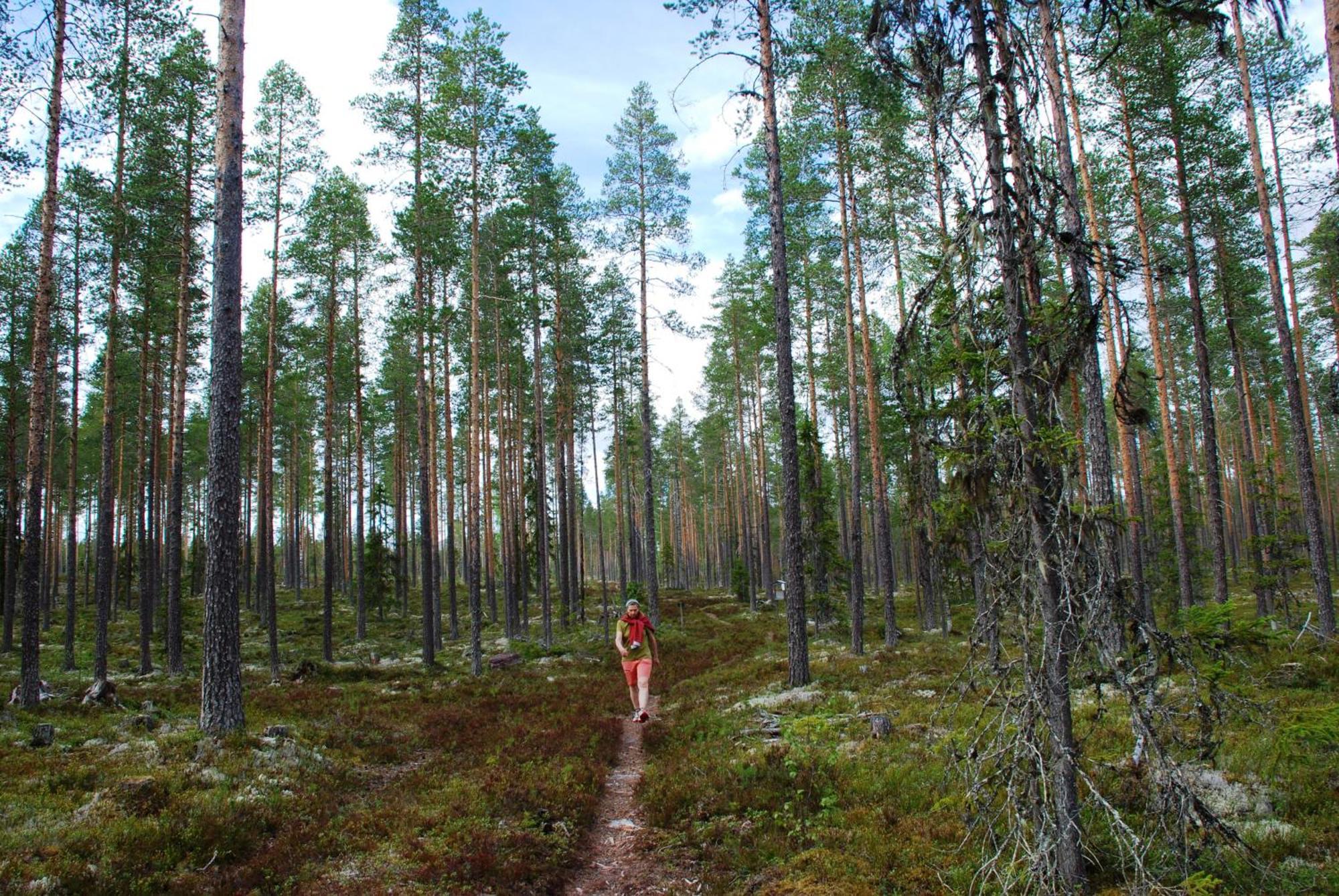 14 - Fulufjellets Nasjonalparker - Natur-, Dyre- Og Fugleopplevelser Trysil Exteriör bild