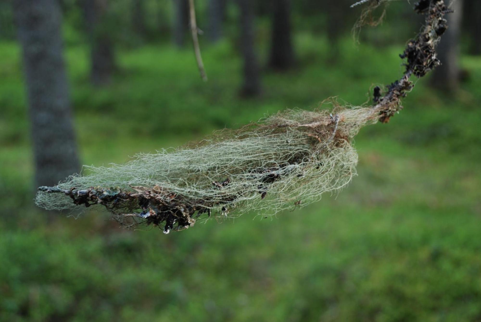 14 - Fulufjellets Nasjonalparker - Natur-, Dyre- Og Fugleopplevelser Trysil Exteriör bild