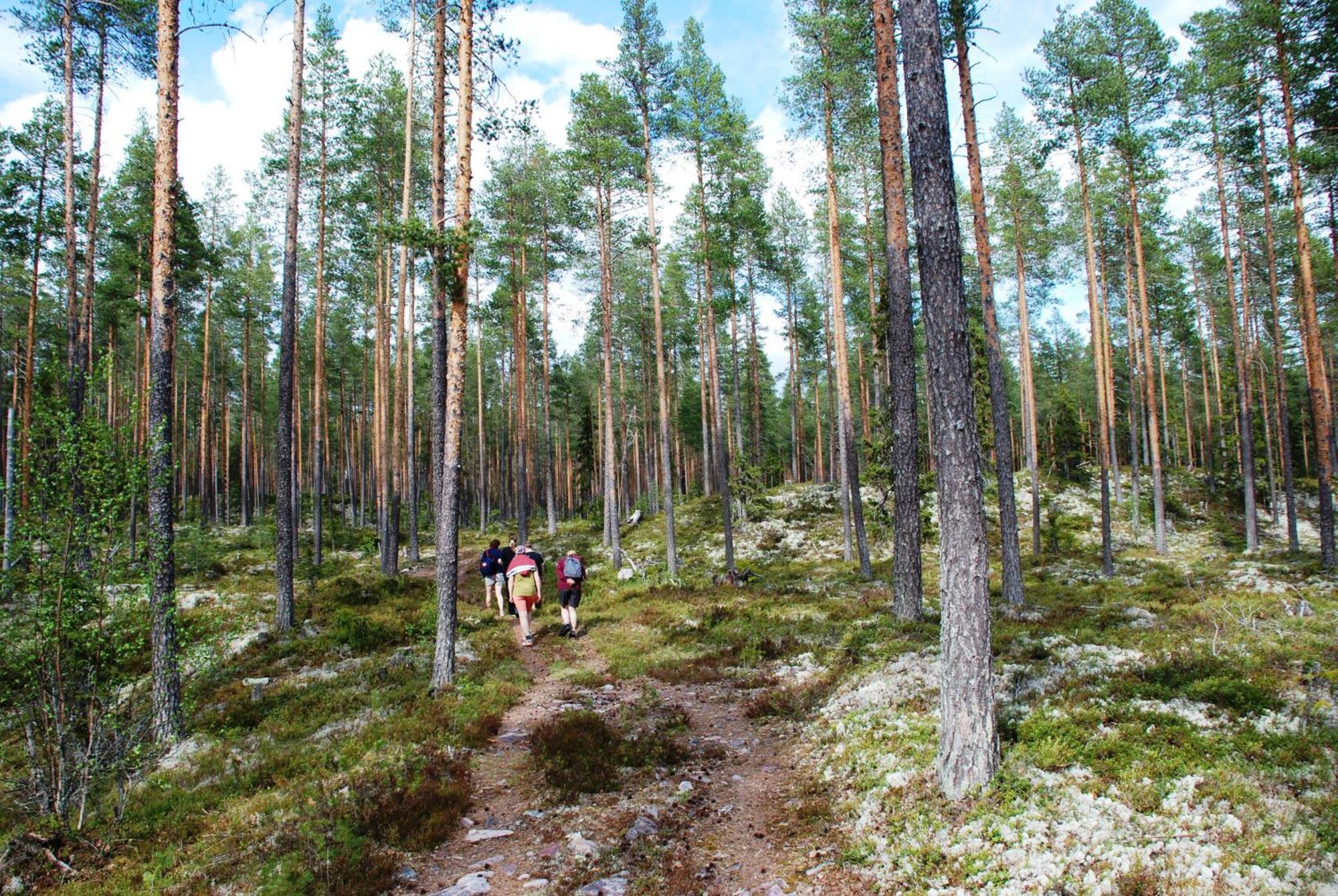 14 - Fulufjellets Nasjonalparker - Natur-, Dyre- Og Fugleopplevelser Trysil Exteriör bild
