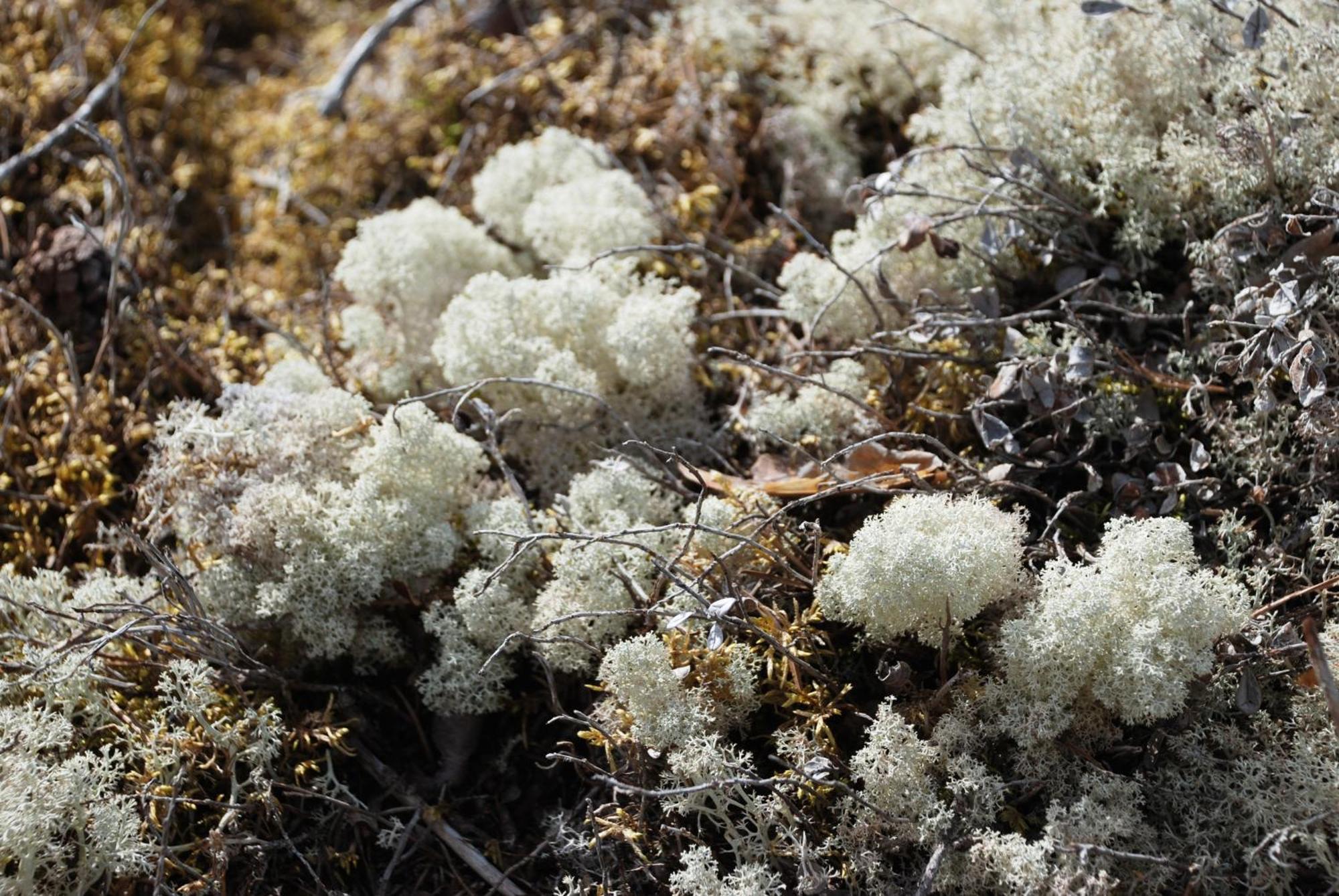 14 - Fulufjellets Nasjonalparker - Natur-, Dyre- Og Fugleopplevelser Trysil Exteriör bild