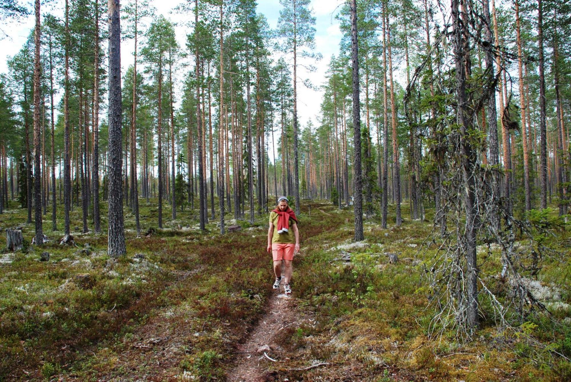 14 - Fulufjellets Nasjonalparker - Natur-, Dyre- Og Fugleopplevelser Trysil Exteriör bild