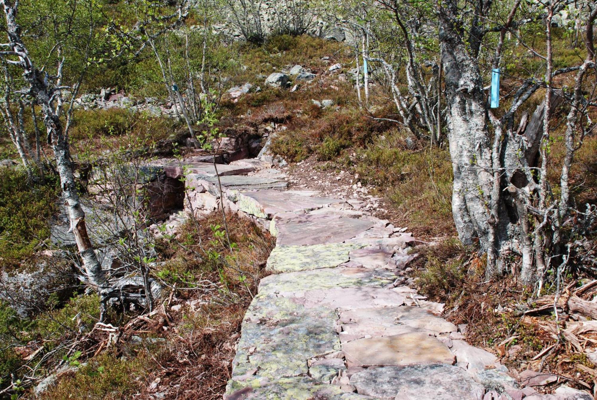 14 - Fulufjellets Nasjonalparker - Natur-, Dyre- Og Fugleopplevelser Trysil Exteriör bild