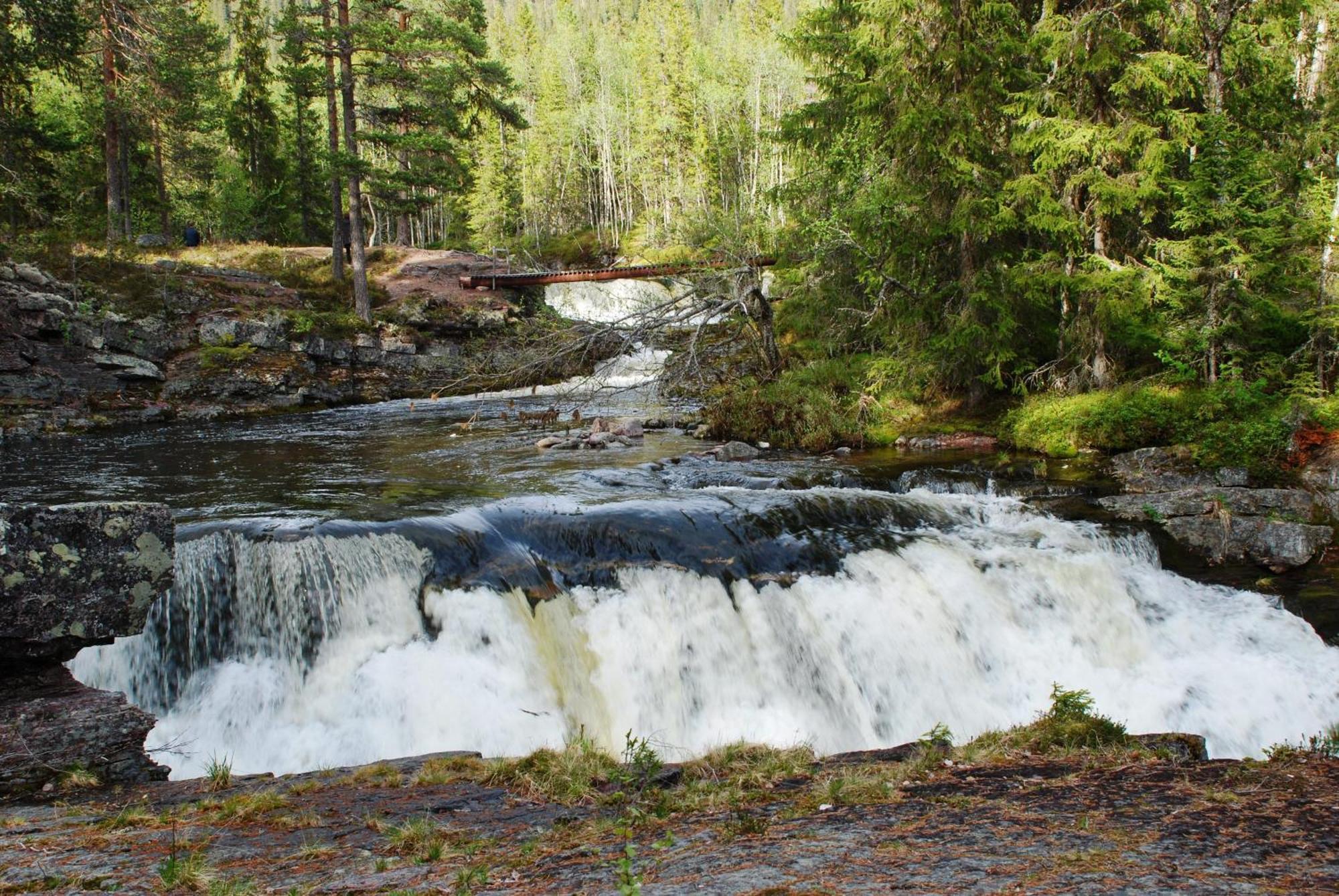 14 - Fulufjellets Nasjonalparker - Natur-, Dyre- Og Fugleopplevelser Trysil Exteriör bild