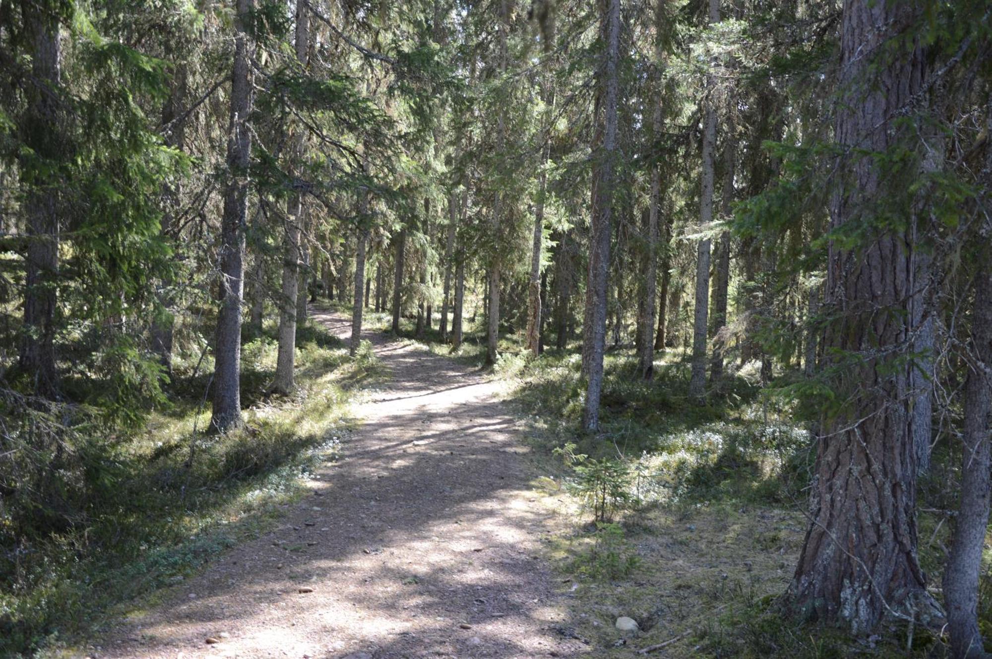 14 - Fulufjellets Nasjonalparker - Natur-, Dyre- Og Fugleopplevelser Trysil Exteriör bild